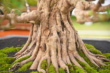 Bonsai tree in details and close up