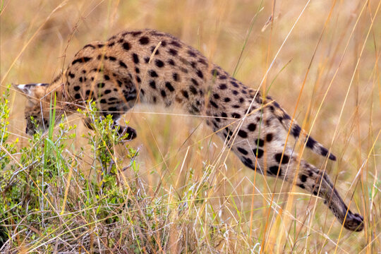 Serval cat pouncing while hunting in the tall grass of the Masai Mara National Park in the eastern Africa country of Kenya KEN