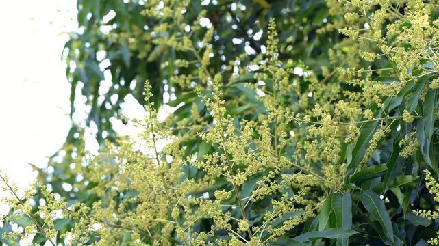 Mango flower clusters blooming on mango tree branches under natural sunlight. Concept of tropical agriculture, fruit cultivation, pollination stage, seasonal growth, farming, tfood production