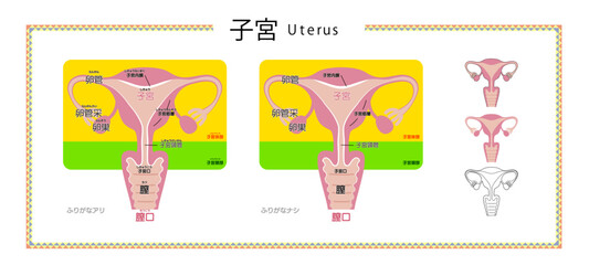 女性生殖器（子宮・卵巣・卵管）の図解イラスト｜医学用語のふりがな有無・小アイコン付き