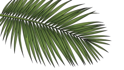 Obraz premium Palm leaf illustration isolated on white background