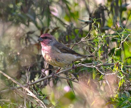 Rosefinch