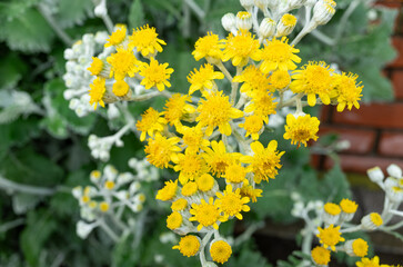 美しいシロタエギクの花