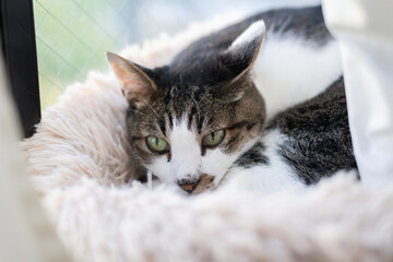 Naklejka premium 窓辺でくつろぐ猫 キジトラ白 