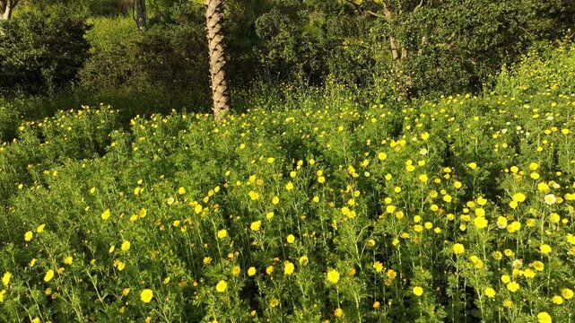 Los Angeles Kenneth Hahn Park California Super Bloom Bush Sunflower Dolly R