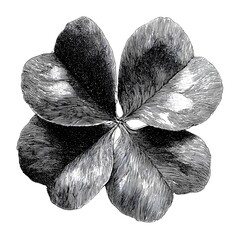 four leaf clover, drawn in pencil style, black and white, smooth shading, high contrast, white background