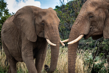 Close-up of two African elephants touching tusks in a grassy savannah setting. Captured in a moment of social interaction, this wildlife image showcases the strength and connection between these