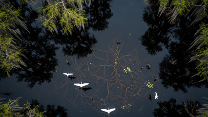 Aerial view of white birds flying over dark swamp water with tree reflections and submerged branches.