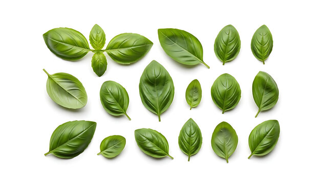 Basil isolated Basil leaf flat lay on white background Green basil leaves collection top view Full d