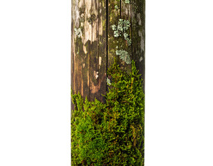 Weathered wooden plank strip with green moss and lichen growth rustic forest surface texture panel on isolated background