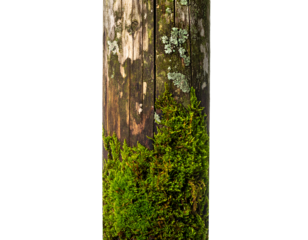 Weathered wooden plank strip with green moss and lichen growth rustic forest surface texture panel on isolated background