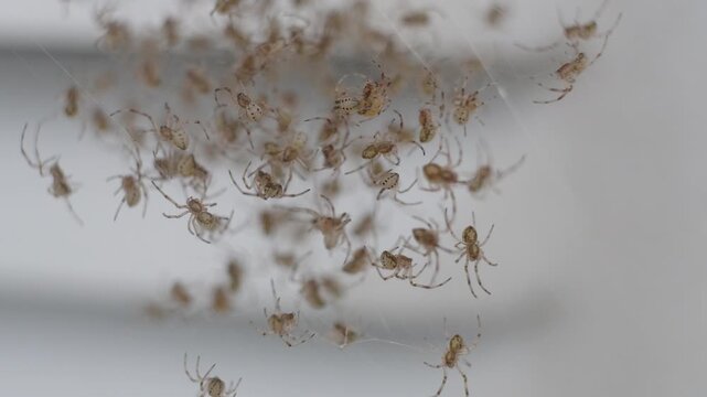 Dozens of brown widow spider (Latrodectus geometricus) spiderlings on a web.