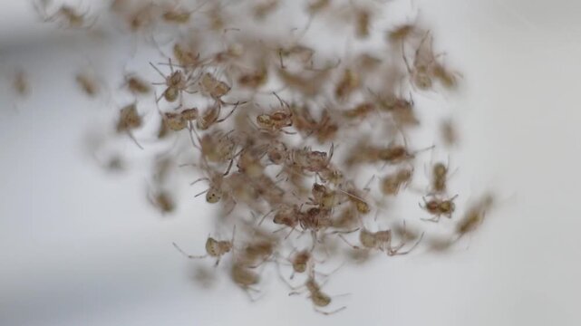 Slow-motion close-up of dozens of brown widow spider (Latrodectus geometricus) spiderlings on a web.