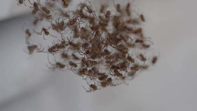 Dozens of brown widow spider (Latrodectus geometricus) spiderlings on a web.