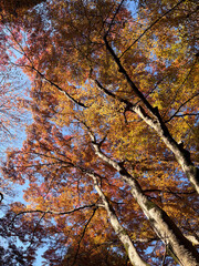 紅葉した木