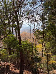 紅葉した木の隙間から見える街
