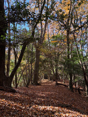 紅葉した木のあるトレイル