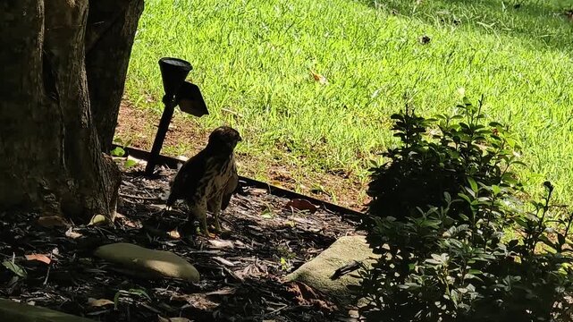A hawk fledgling stands on the side of a residential street next to a solar light.