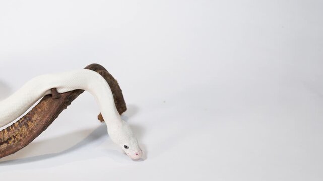 Albino White Snake Crawling Along Wooden Branch in Studio