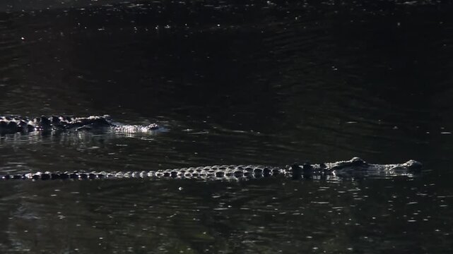 Two alligators glide through calm, dark swamp water with ripples reflecting light in Okefenokee Swamp