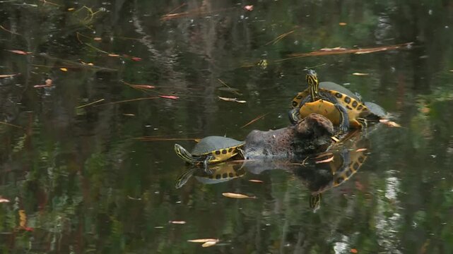 Group of yellow bellied slider turtles (Trachemys scripta scripta) rests on partially submerged log in still, reflective water of Okefenokee Swamp, USA