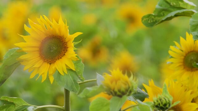 Vibrant Yellow Sunflowers Swaying in a Windy Field in Scotland