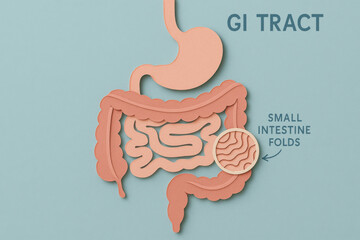 GI tract and gastrointestinal anatomy diagram. paper cut medical illustration about digestion showing small intestine and stomach for educational and scientific use