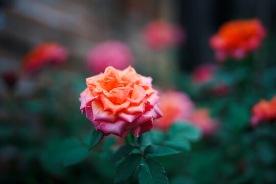 A beautiful red rose blooming in a garden surrounded by green leaves and natural beauty