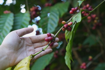 A hand gently holds a coffee branch bearing ripe red coffee cherries among lush green leaves, capturing the natural beauty of coffee cultivation and the connection between human care and agricultural 