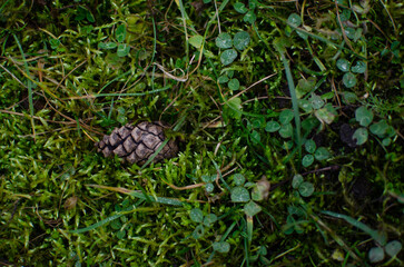 A pine cone on the grass, fell from a tree. Green background