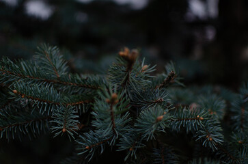 A beautiful background of a dense fragrant fir tree.