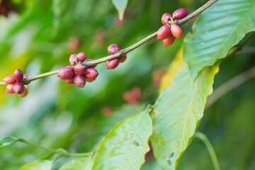 Colorful coffee cherries ripen along slender branches amid green leaves, showing natural growth stages and the beauty of coffee plants in a lush environment
