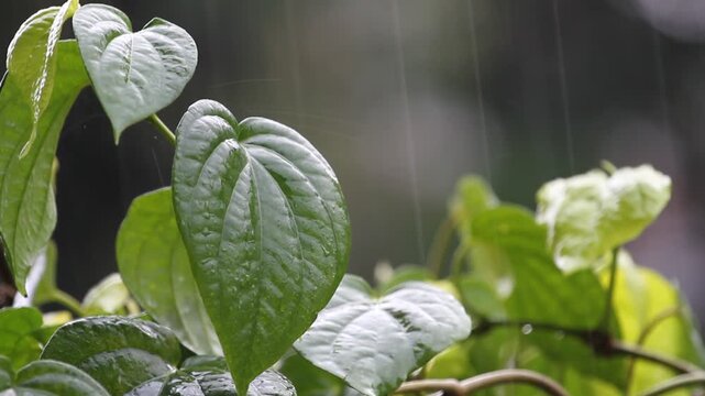 Wet betel leaves (Piper betle) in the rain.