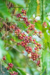 Colorful coffee cherries ripen along slender branches amid green leaves, showing natural growth stages and the beauty of coffee plants in a lush environment