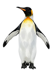 Obraz premium majestic king penguin zoological watercolor illustration with wings spread wide, vivid orange plumage, hyperdetailed feathers on transparent background for copy space. concept of scientific wildlife