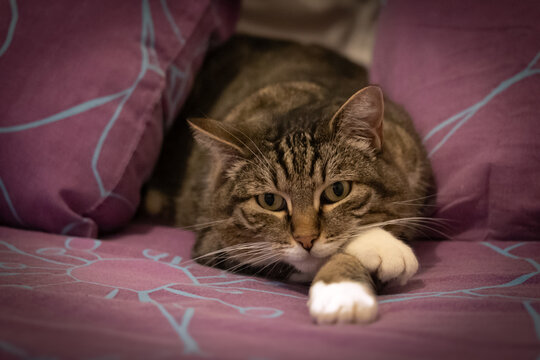 Chat blotti dans un lit douillet