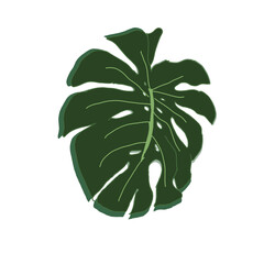 vector illustration of a green leaf