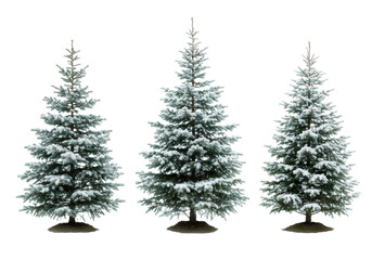 three distinct blue spruce evergreen trees covered in varying fresh white snow, isolated high-key studio product shot on a transparent background, clean festive design concept