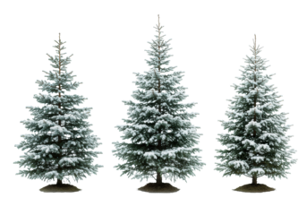 three distinct blue spruce evergreen trees covered in varying fresh white snow, isolated high-key studio product shot on a transparent background, clean festive design concept