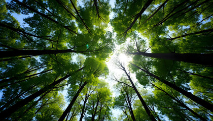 Fototapeta premium Low angle shot of tall trees with lush green foliage. View from below to the bright sky with sun shining through the leaves. Eco theme sustainability concept of carbon-negative forest. High quality