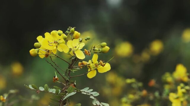 Senna auriculata is commonly known as Tanner's Cassia or Avaram