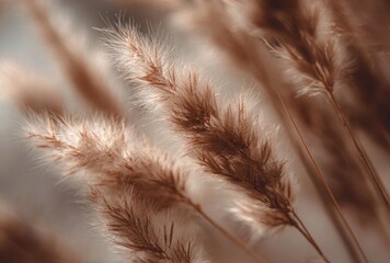 Close-up of Beige Pampas Grass