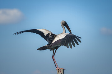 Obraz premium An asian openbill or ciconiidae bird is standing and looking to hunting some fish in the water, with brightness blue sky background. Animal living in nature scene.