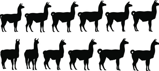 Vector set of black llama and alpaca silhouettes in various poses isolated on white background for farm animal graphic design © Chopon