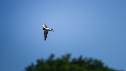 A plain martin bird, one kind of small fast bird is flying on blue sky background. Animal portrait photo scene. © Nattawit