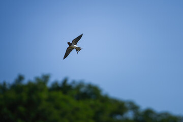 A plain martin bird, one kind of small fast bird is flying on blue sky background. Animal portrait photo scene. © Nattawit