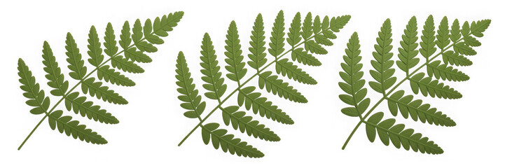 Three Dimensional Plastic Styled Green Fern Fronds Against Transparent Background Showing Intricate Leaf Details
