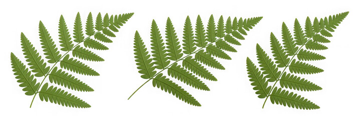 Three Dimensional Plastic Styled Green Fern Fronds Against Transparent Background Showing Intricate Leaf Details