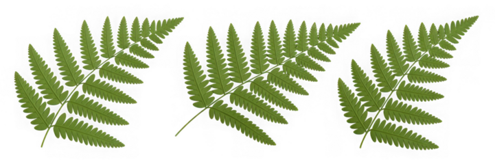 Three Dimensional Plastic Styled Green Fern Fronds Against Transparent Background Showing Intricate Leaf Details