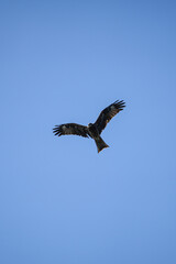 Obraz premium A red hawn is flying above on blue sky background. Animal and wildlife in nature, portrait photo.